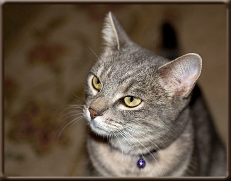 Marilyn Walker's album, My Pets