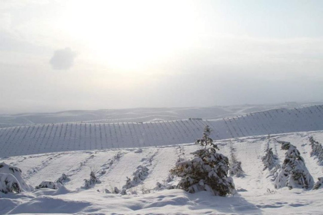 Bill Leaf's album, Snowy Kopet Dag - March 8, 2013