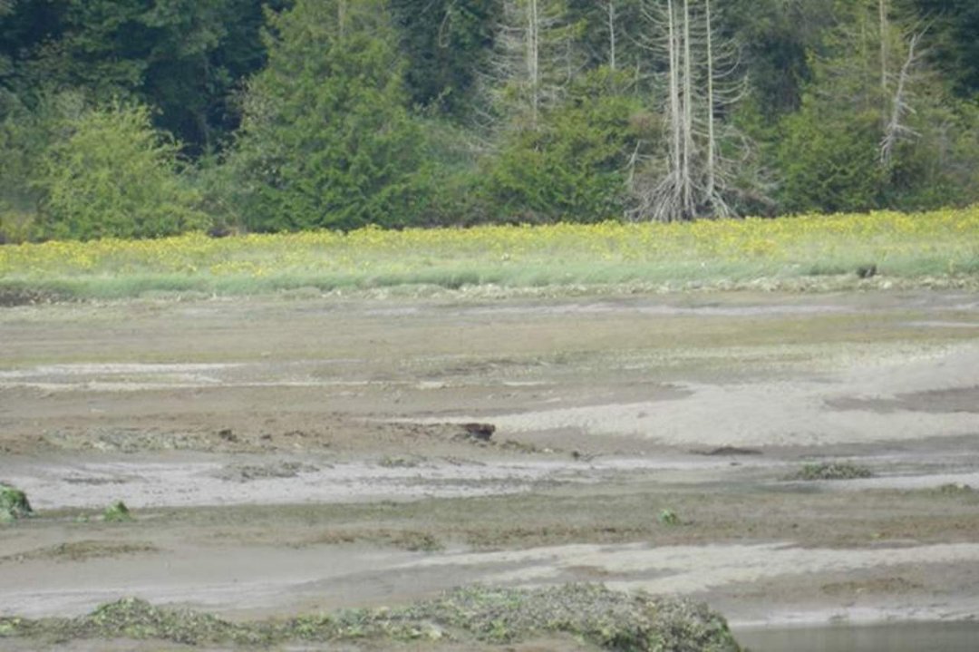 Vance McDill's album, Nisqually Wildlife Refuge