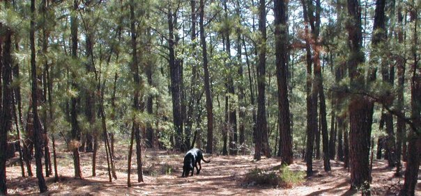 Cydnee White's album, Loblolly Folly