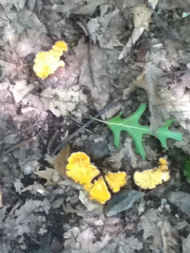 Chris Whipple's album, Views along the Trail in Hudson Valley