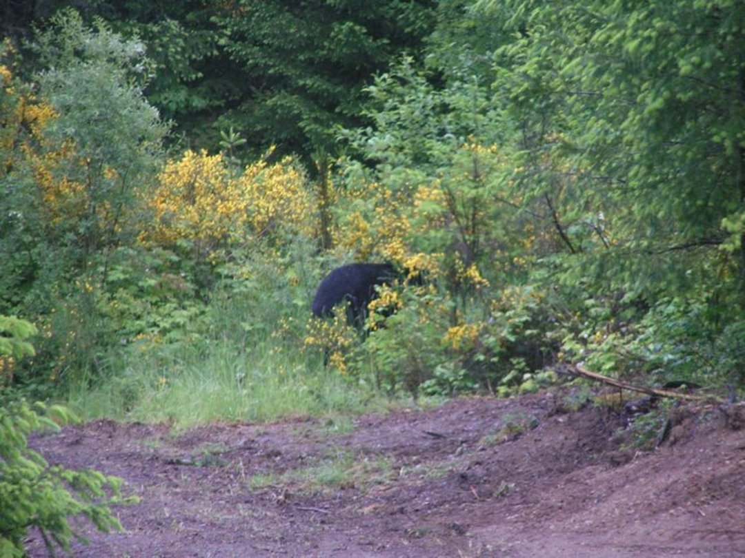 Sharon Worthington's album, critters in our backyard