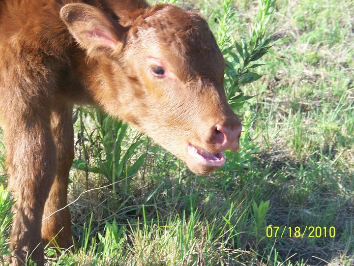 Julie Hicks' album, Latest Addition to the Hick's herd