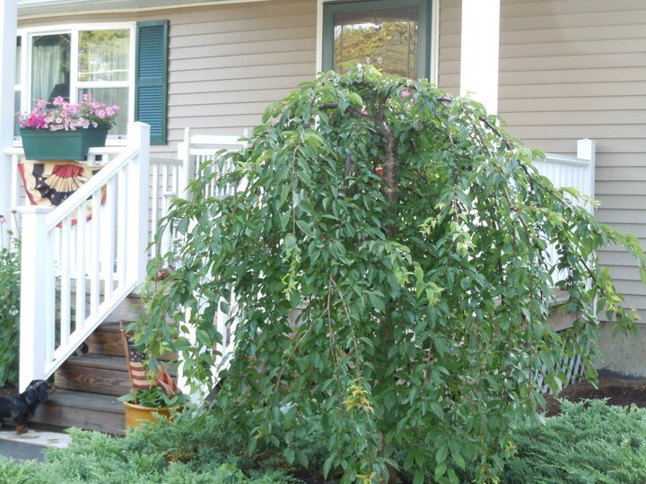 Paul Daigle's album, July 15, 2011