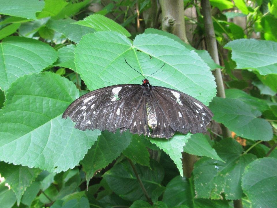 Rex Anne's album, Butterflie Pavilion