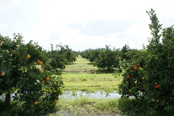 Patrick McGee's album, Blossom Trail