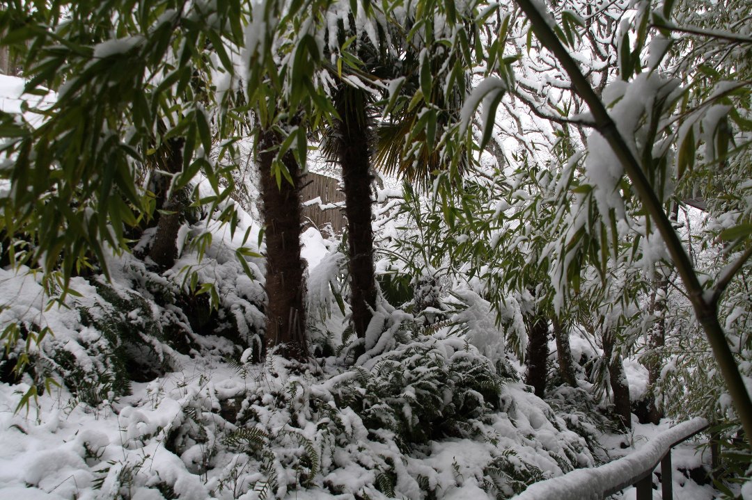 Irene Simons' album, spring in victoria