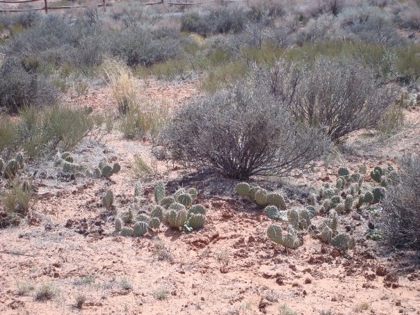 David Strong's album, MoabTrip