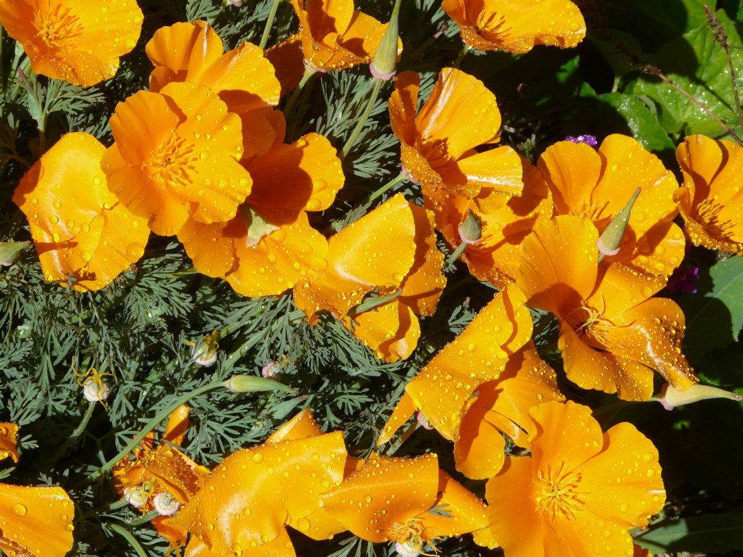 Lynn Mills' album, Garden Pics