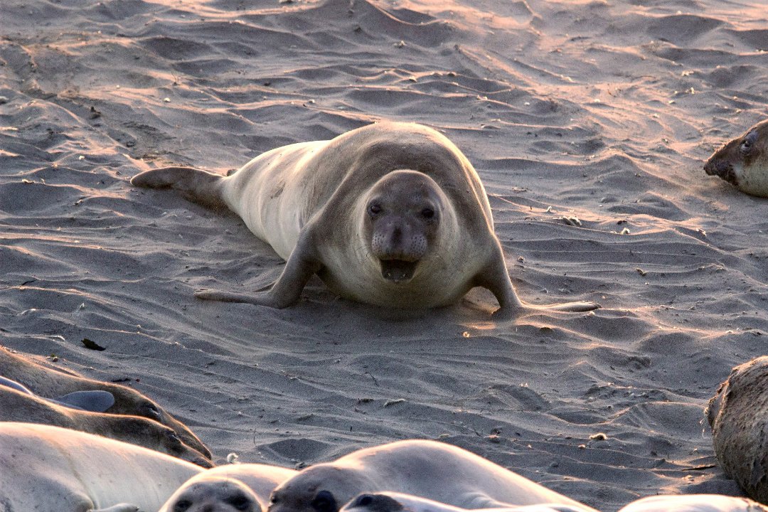 Kit Mulligan's album, Elephant Seals at San Simeon 04.20.13