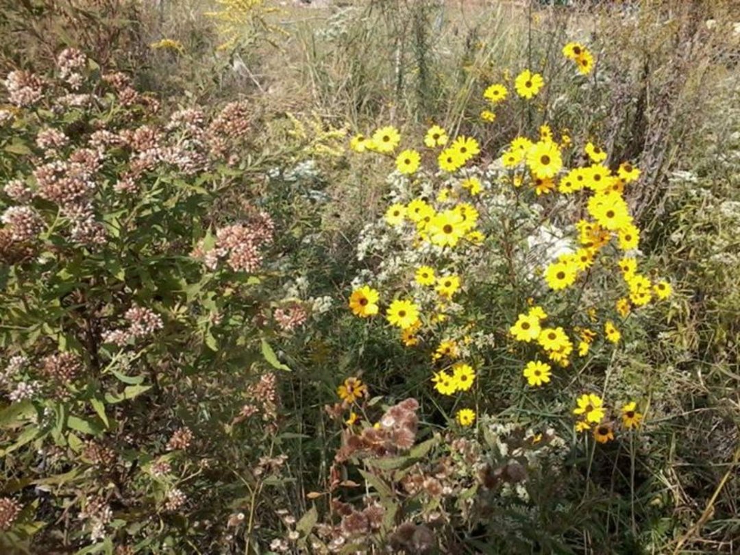 Paula Perry's album, My Yard