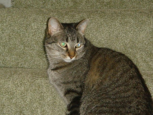 Prudence Labelle's album, cats