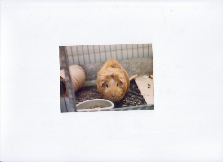 Janet Lampton's album, fb2