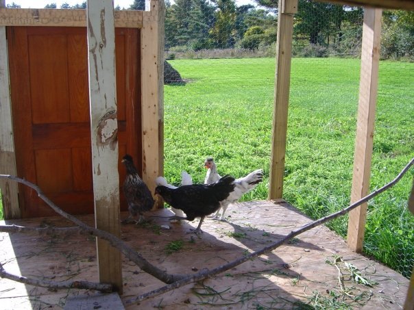 Jeff Varney's album, Chickens