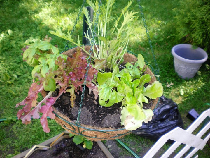 Susan Long's album, My First Vegetable Garden