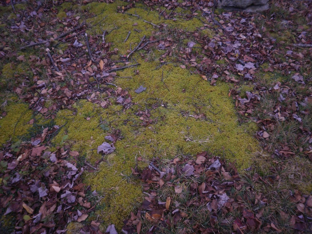 Laura Vickers' album, Potter Fall 2010
