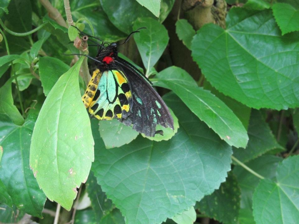 Rex Anne's album, Butterflie Pavilion