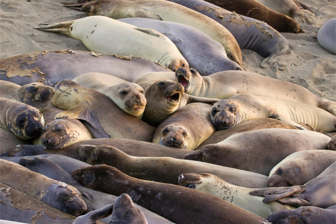Kit Mulligan's album, Elephant Seals at San Simeon 04.20.13