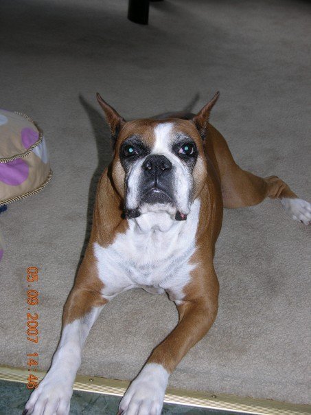 Nancy Calla's album, Bella , (new family addition)