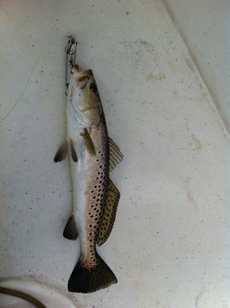 Ray Brackin's album, Fishing 2011