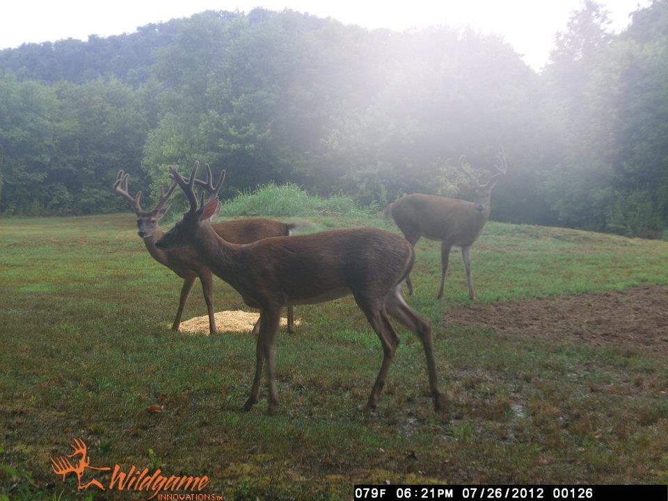 Todd Brouillard's album, Deer Camera