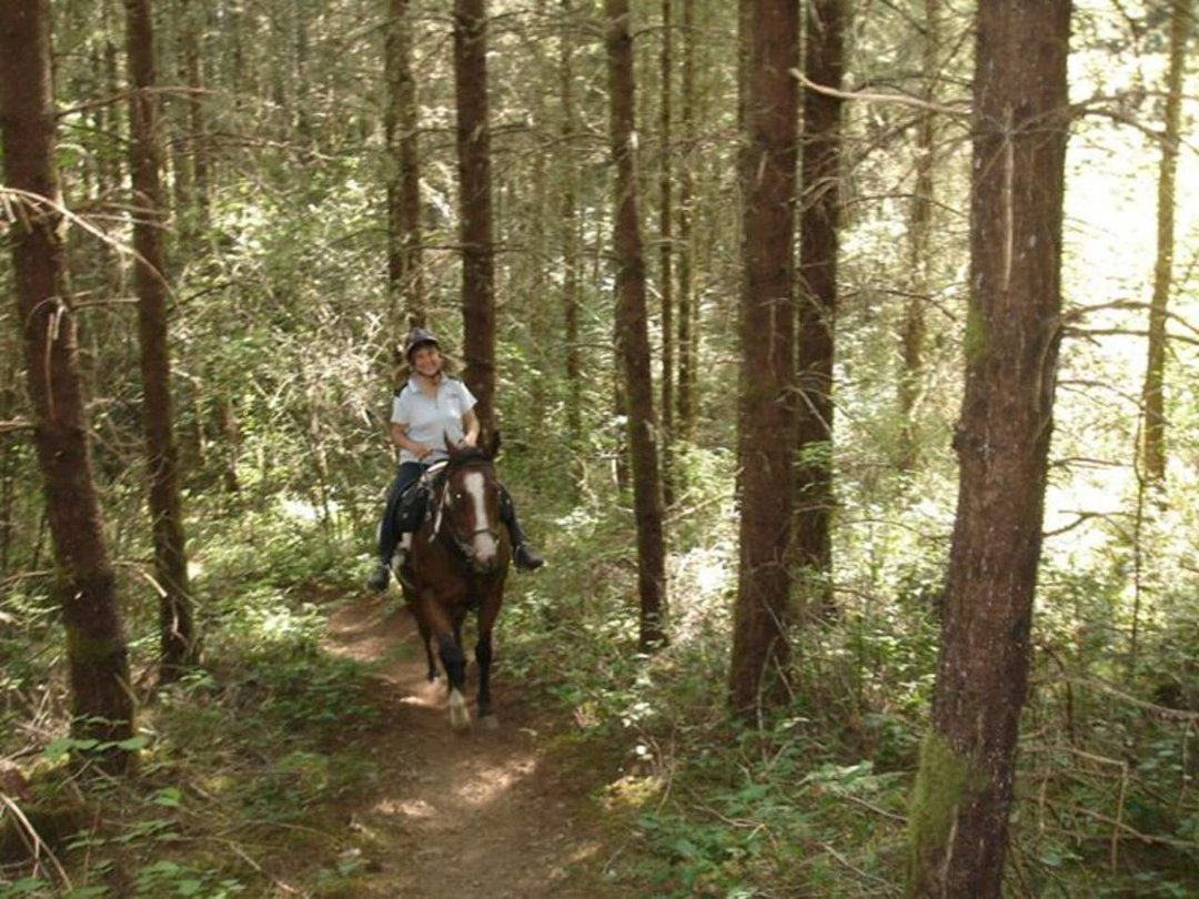 Carla Swearingen's album, August 2011 Horses