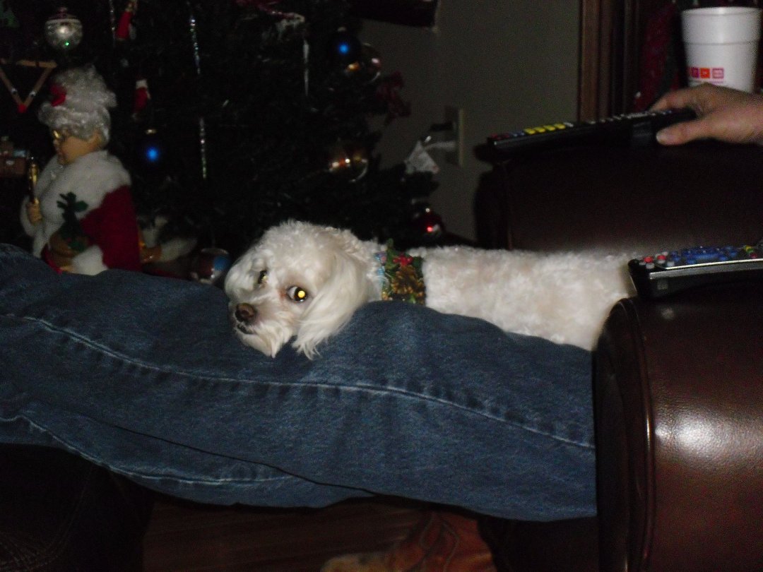 Debbie Anderson's album, Bella