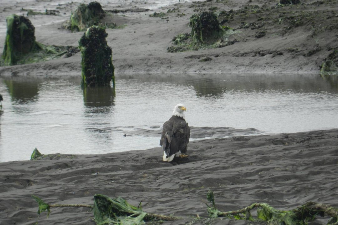 Vance McDill's album, Nisqually Wildlife Refuge