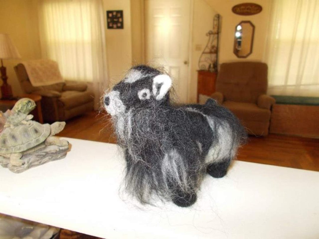 Lynn Sullivan's album, Wool Pygmy Goat
