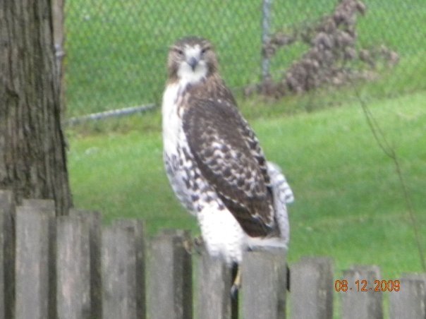Thomas Harron's album, back yard friend