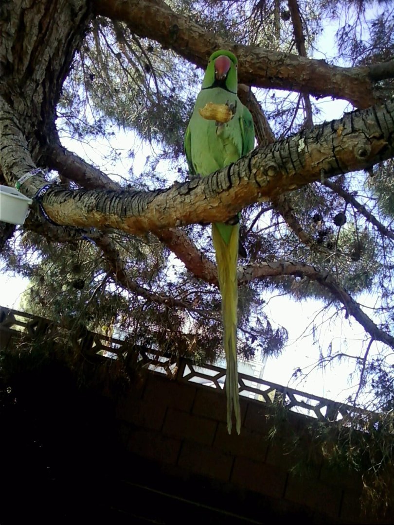 Celeste Atkins' album, Mervyn the Bird