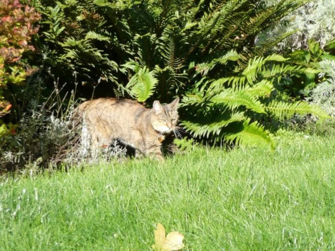 Dan Sivertsen's album, Z Cats