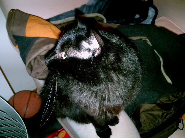Mikedebchris Rose's album, Our cats: Thomas and Chiko