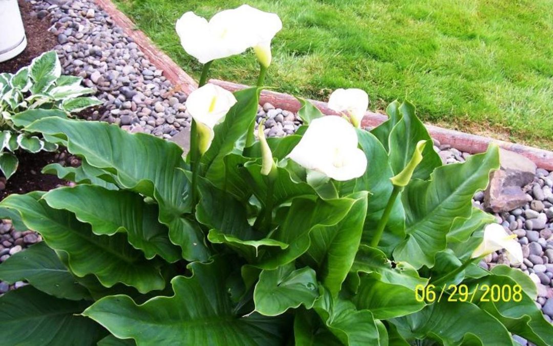 Diana Justice's album, Flower garden