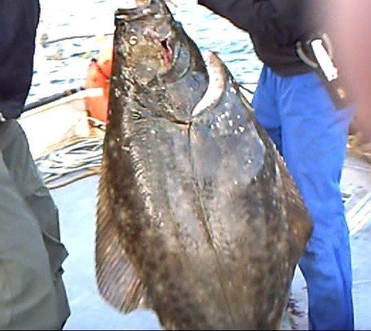 Tom Brewer's album, Alaskan Fishing Adventures, 8/2009