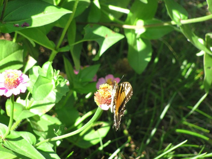 Julia Belisario's album, Butterflies in Bill's Garden