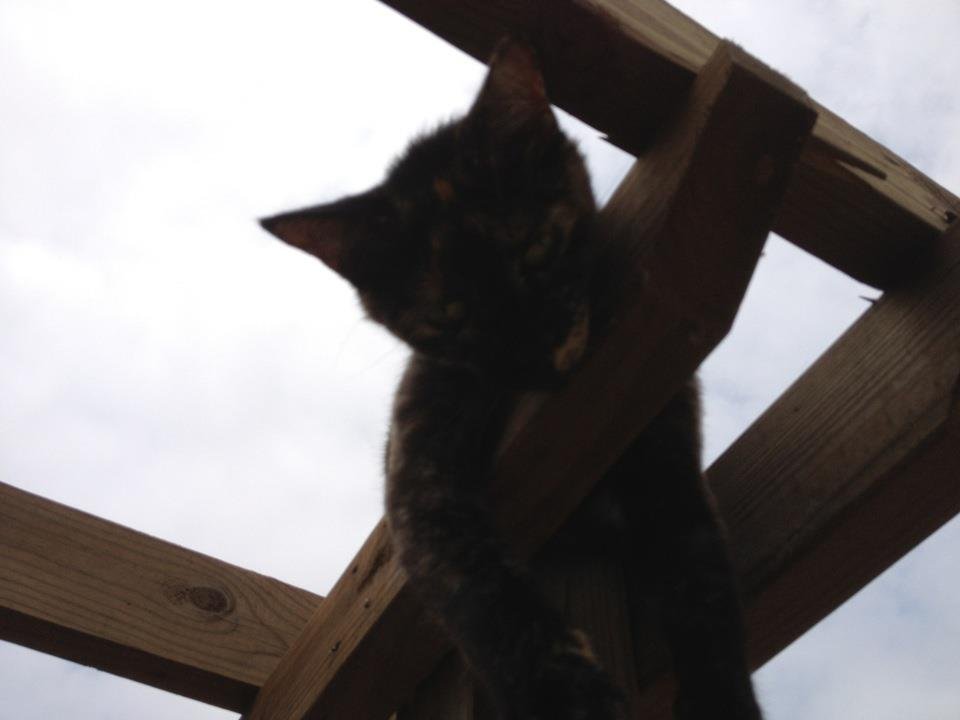 Amy Beall's album, Mobile Uploads