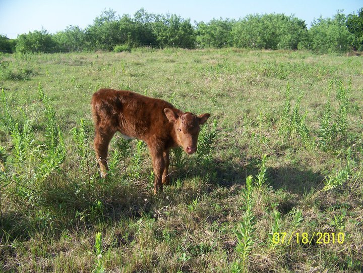 Julie Hicks' album, Latest Addition to the Hick's herd