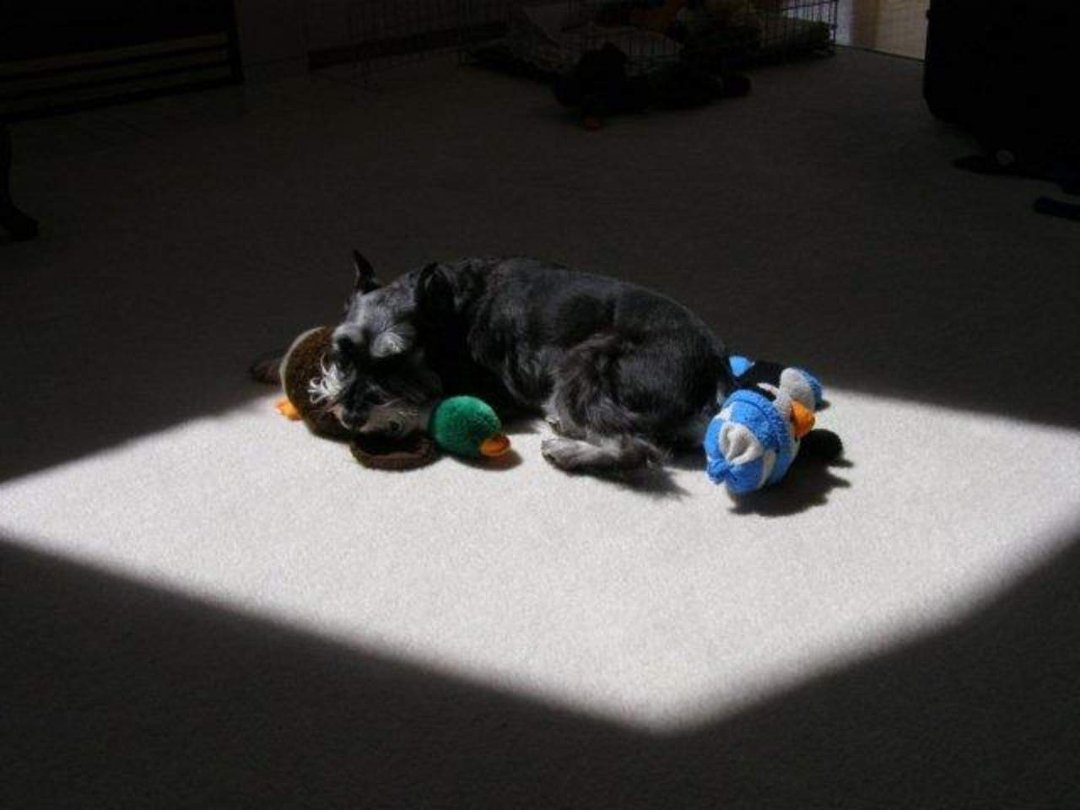 David Ullrich's album, Buddy