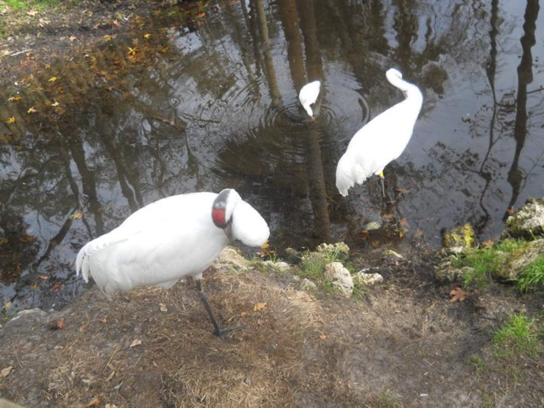 jerri burdo's album, visiting the manatees