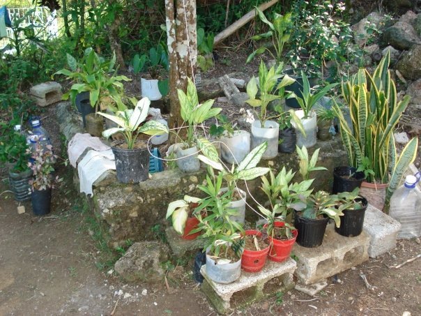 Dion White's album, jamaica