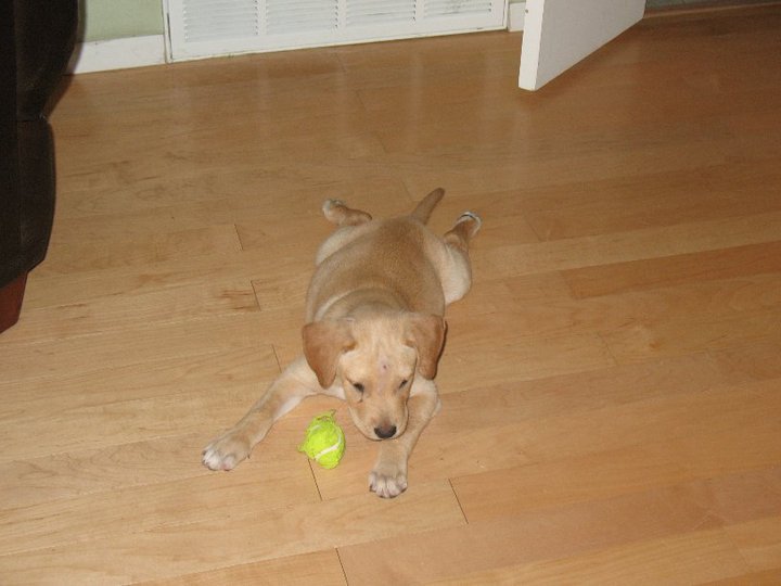 Nancy Batch's album, The puppies