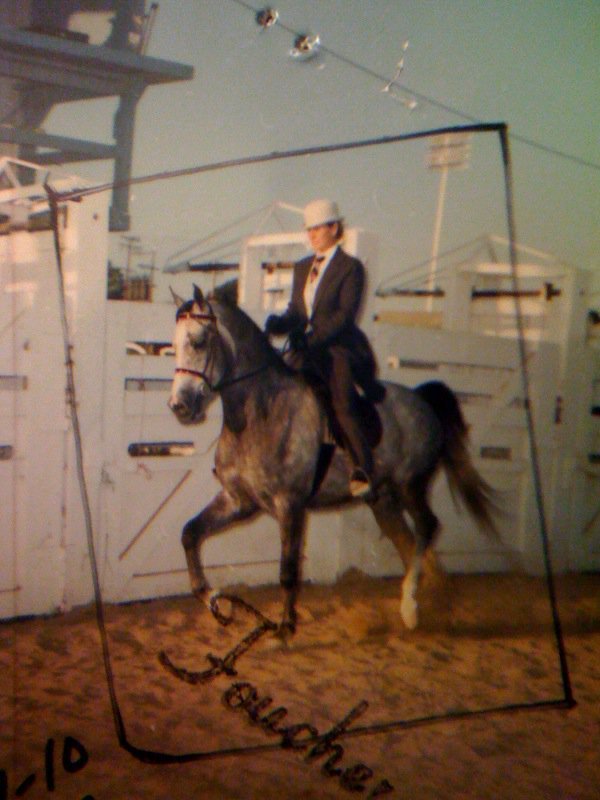 Susan Cole's album, Parador being shown under English saddle.