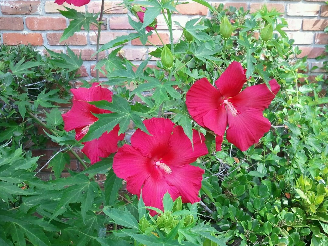 Kathy Eubank's album, Mobile Uploads
