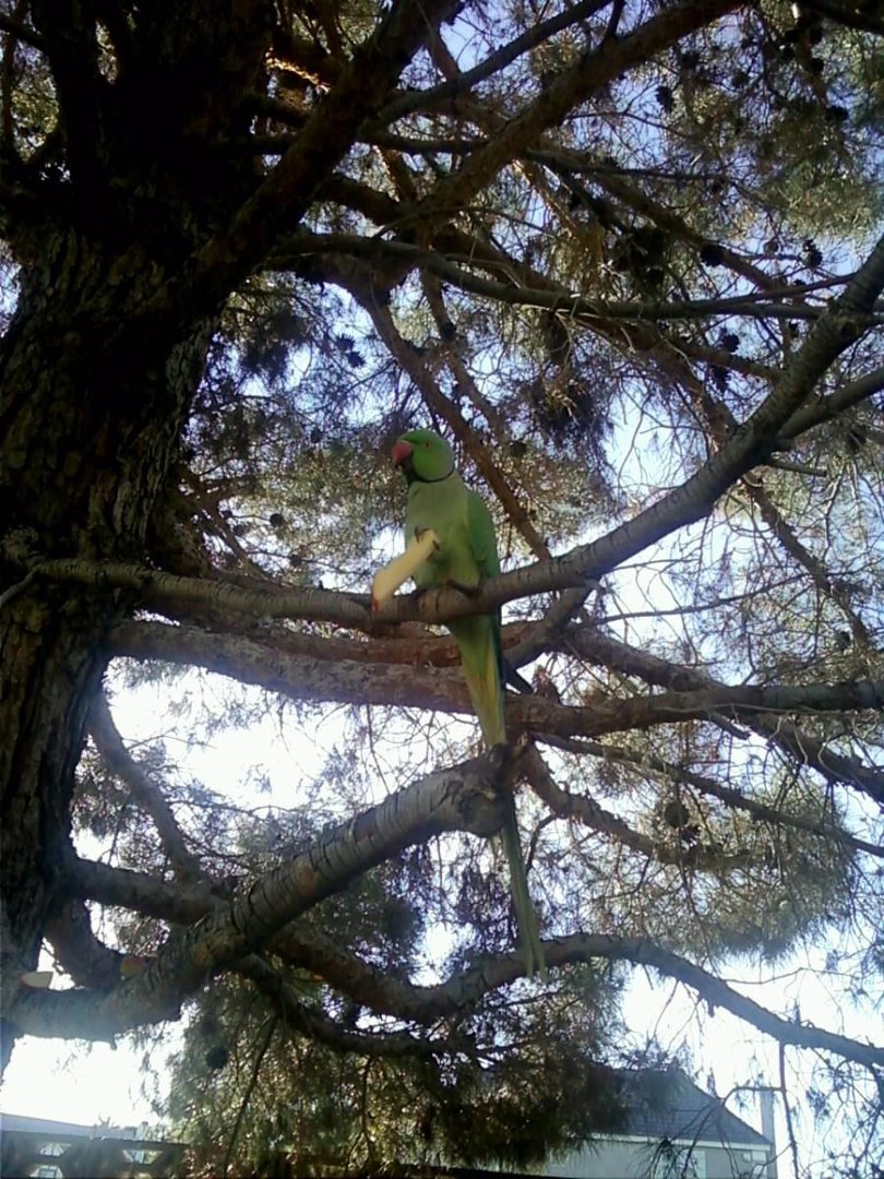Celeste Atkins' album, Mervyn the Bird