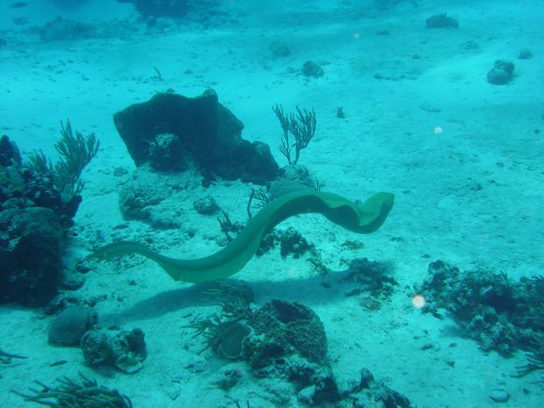 Michael Cochran's album, Underwater Cozumel