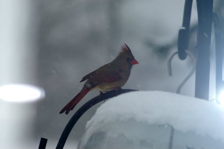 Henry Rokosz's album, January 8, 2011 Looking Out the Den Window