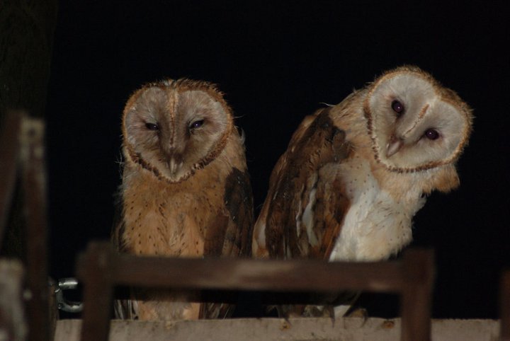 Nikki Elliott-White's album, 2011 Yori Ranches Owlets