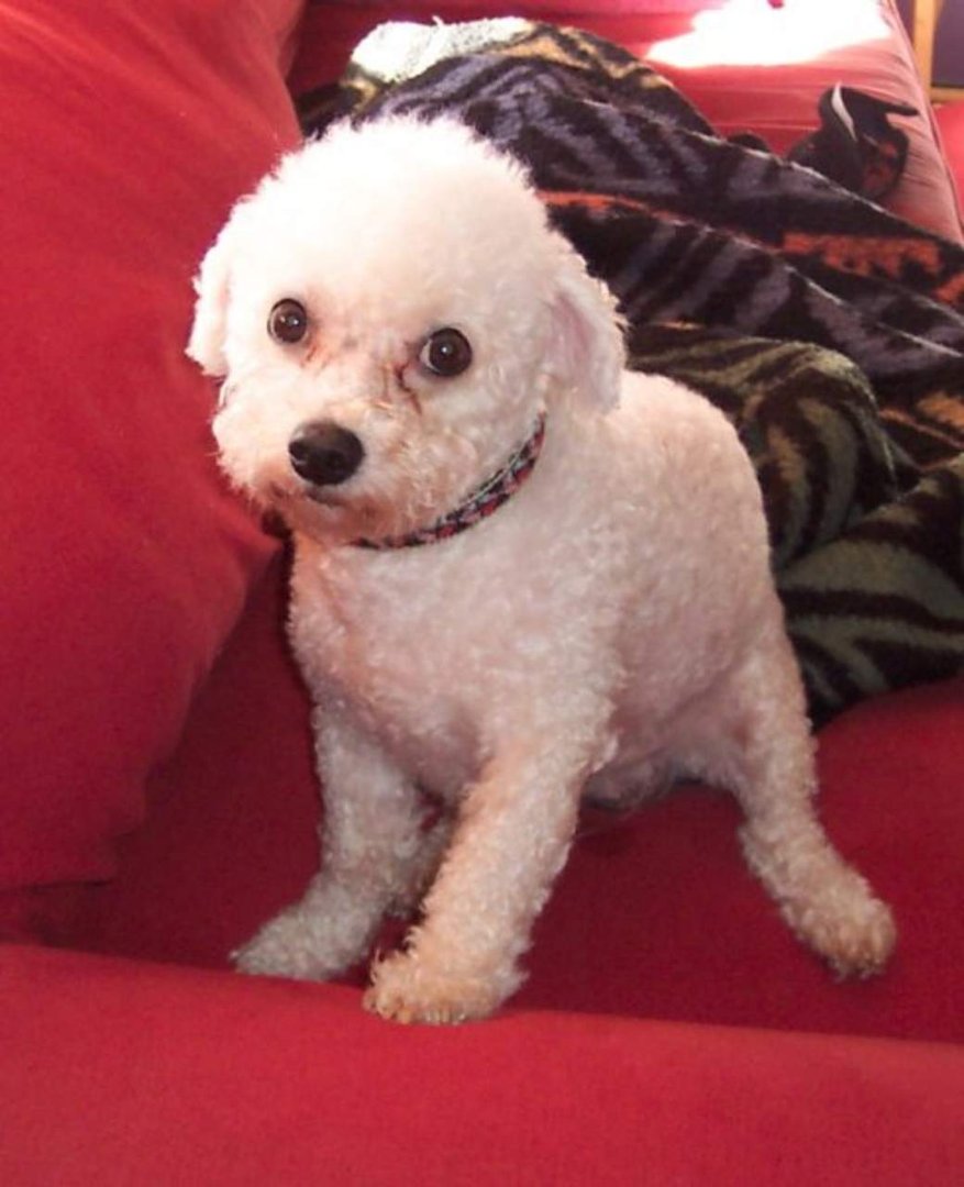 Kari McAllister's album, Scruffy the puppy