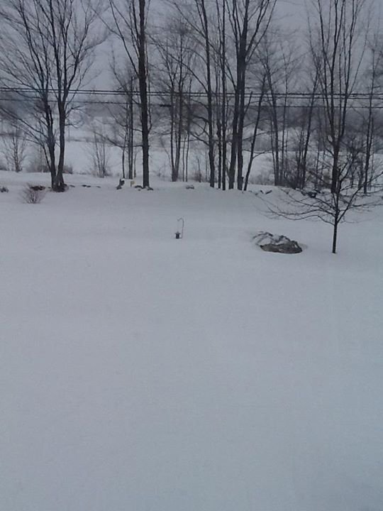Ellen Baillargeon's album, Timeline Photos